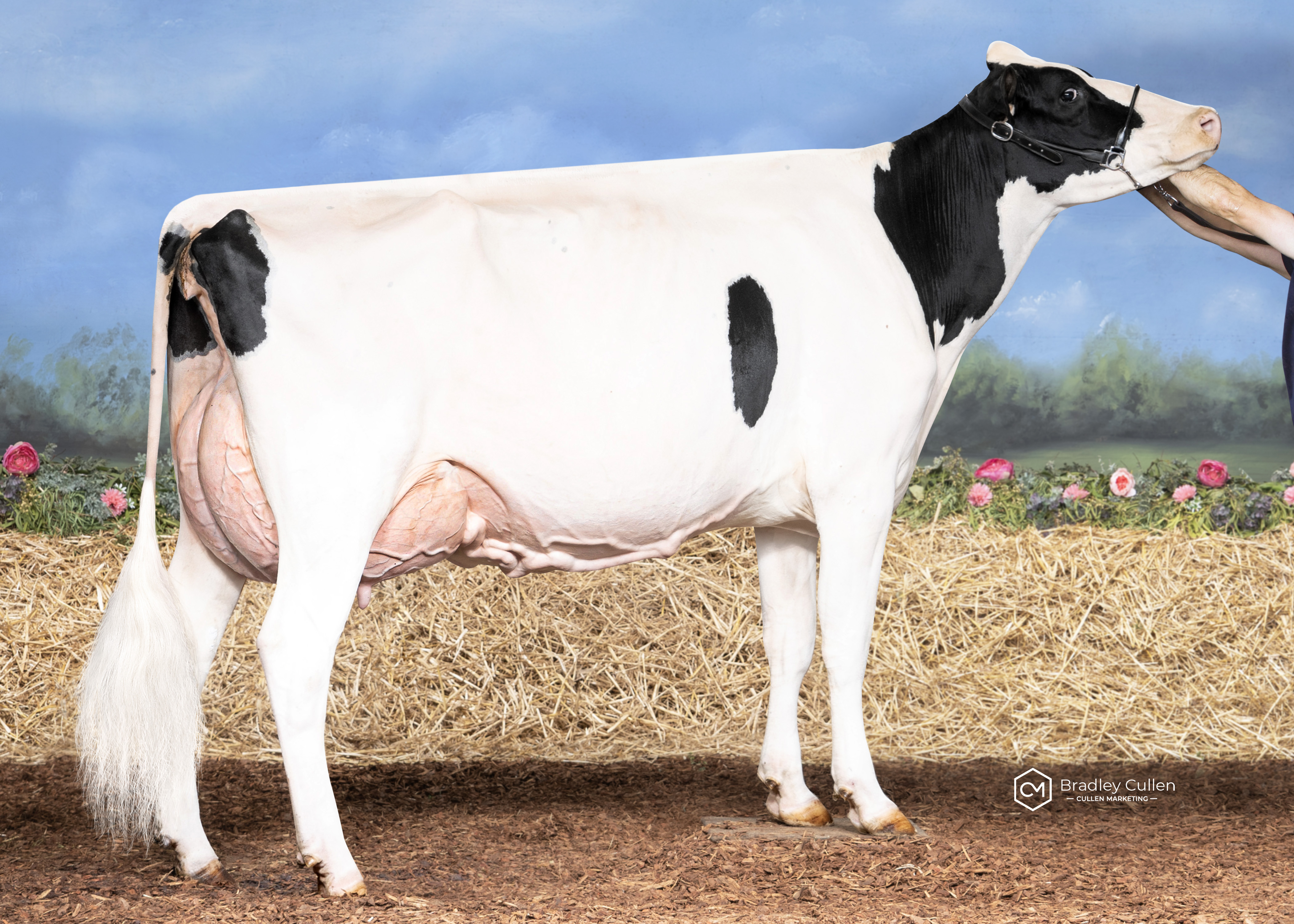 HM - Quality Ridge 1stGrade Willa