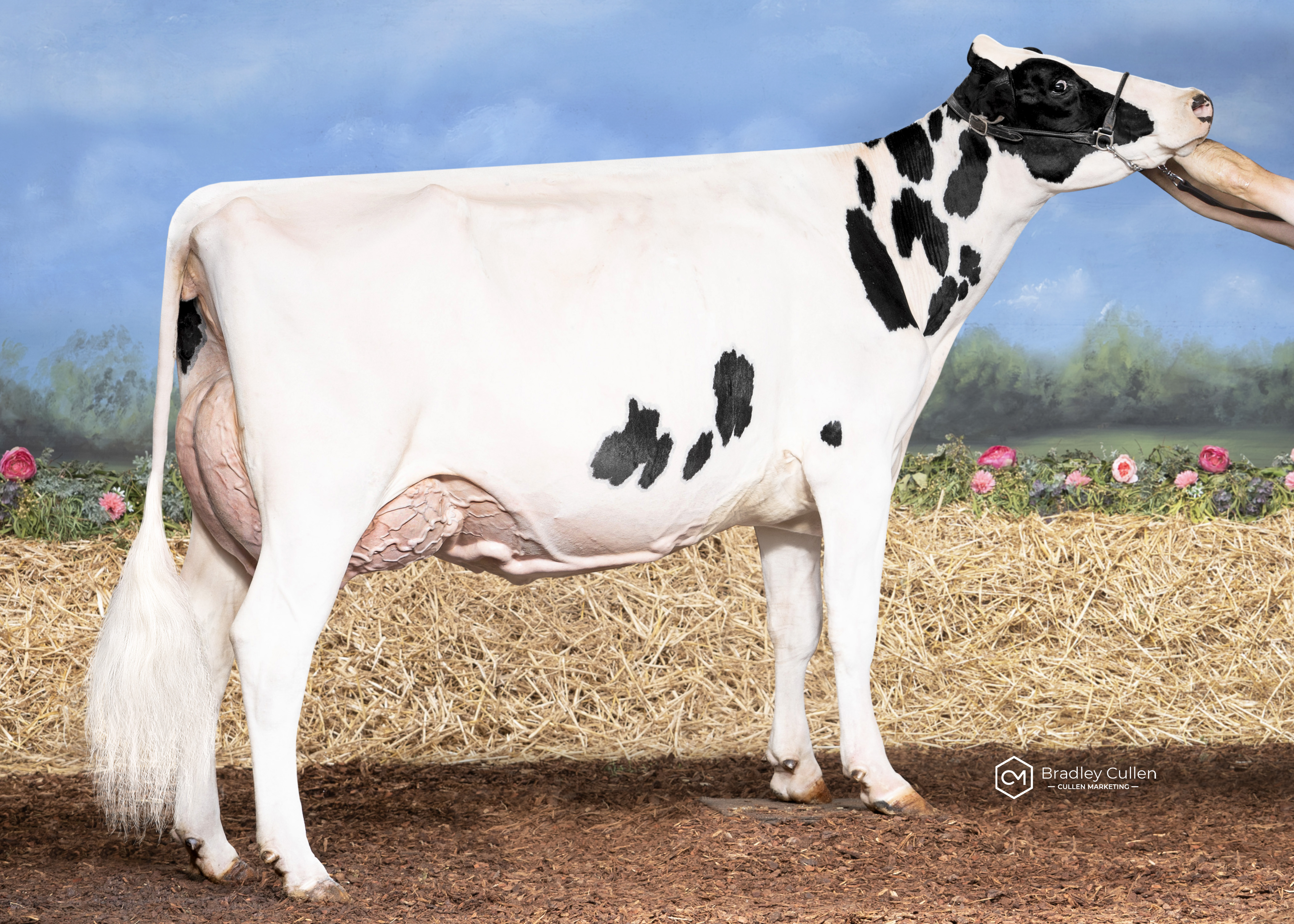 6TH - Quality Ridge Mirand Eva-PO