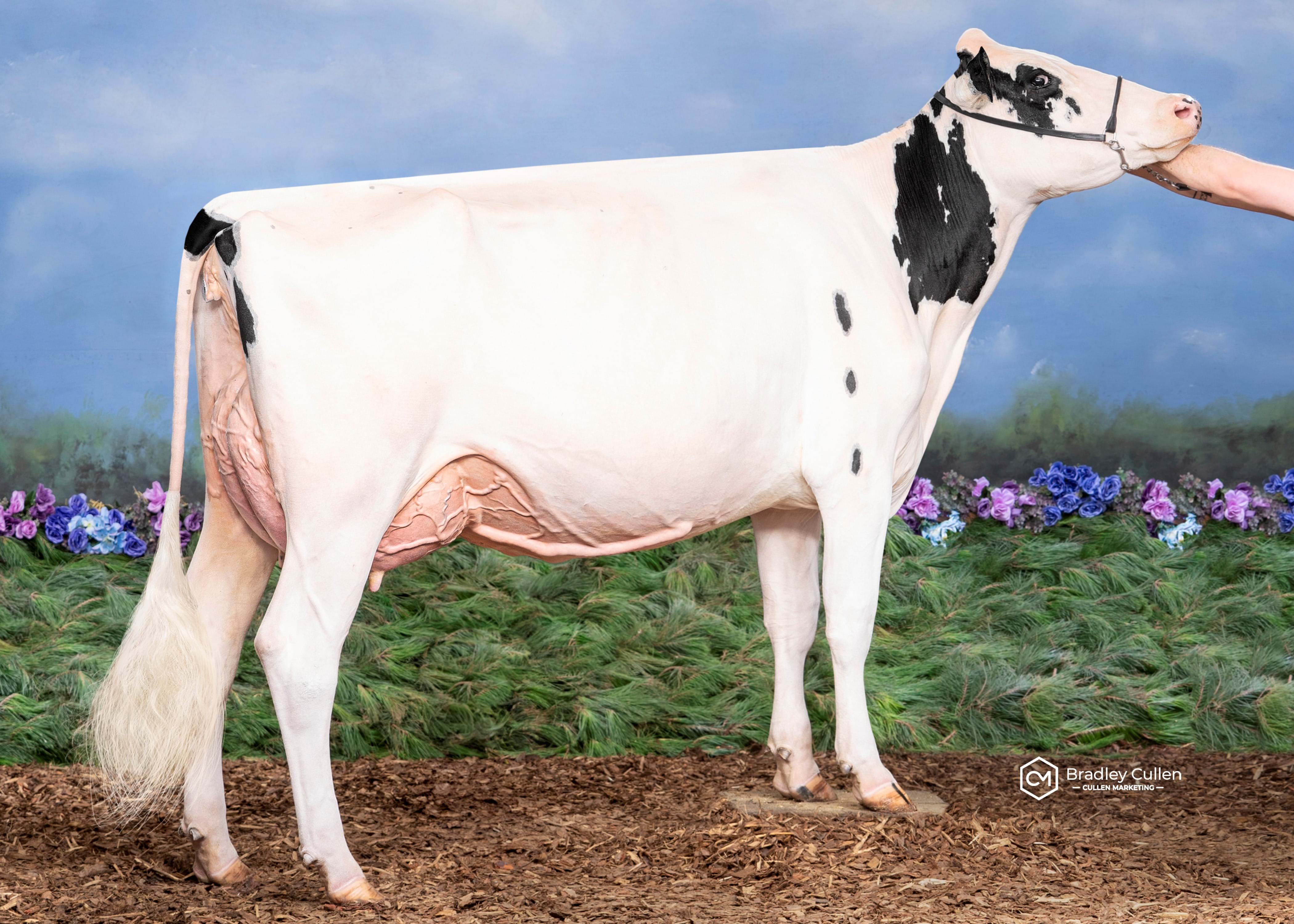 Benlargo Alligator Ding