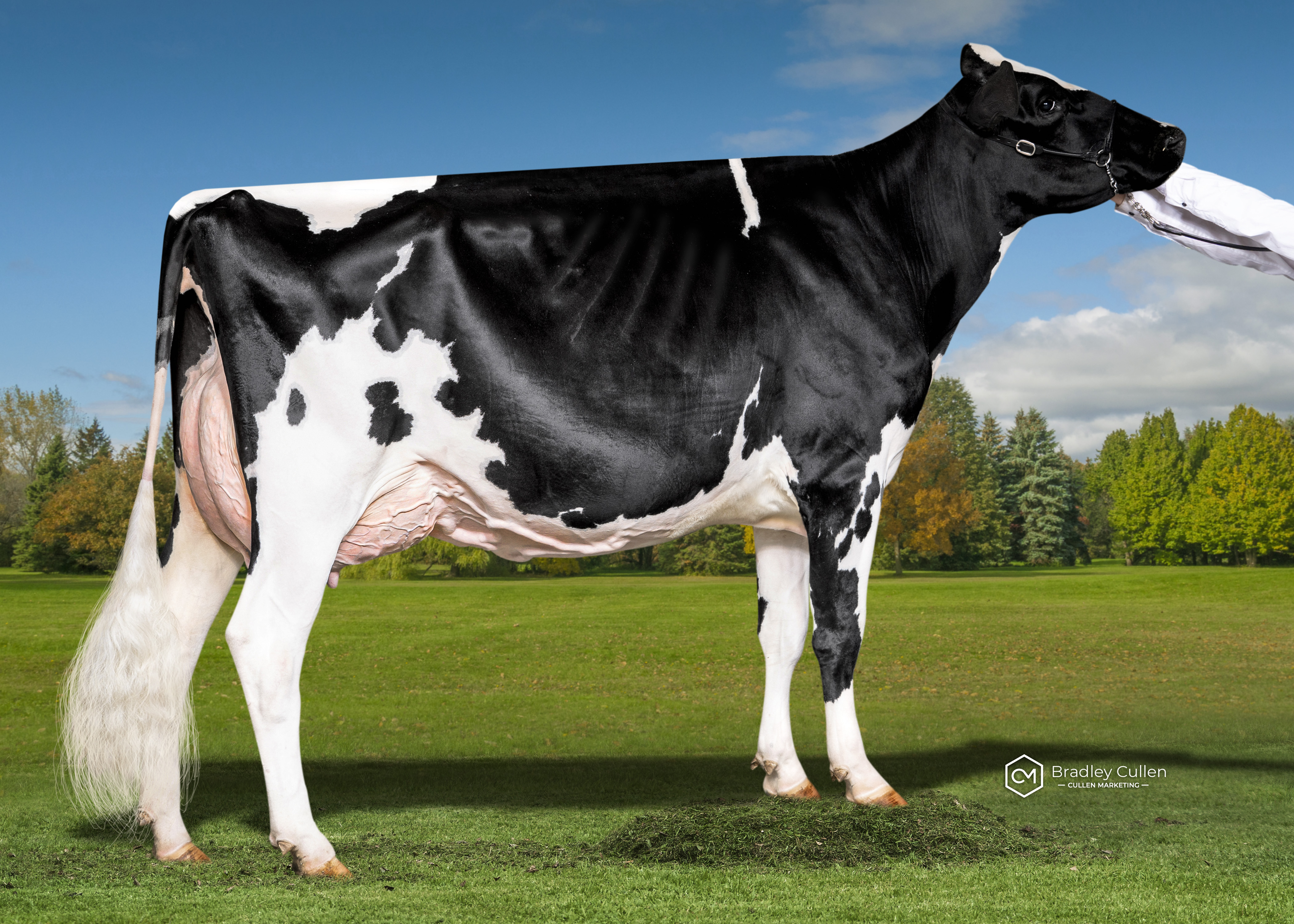 5TH - Mitch Tatoo Yoghurt