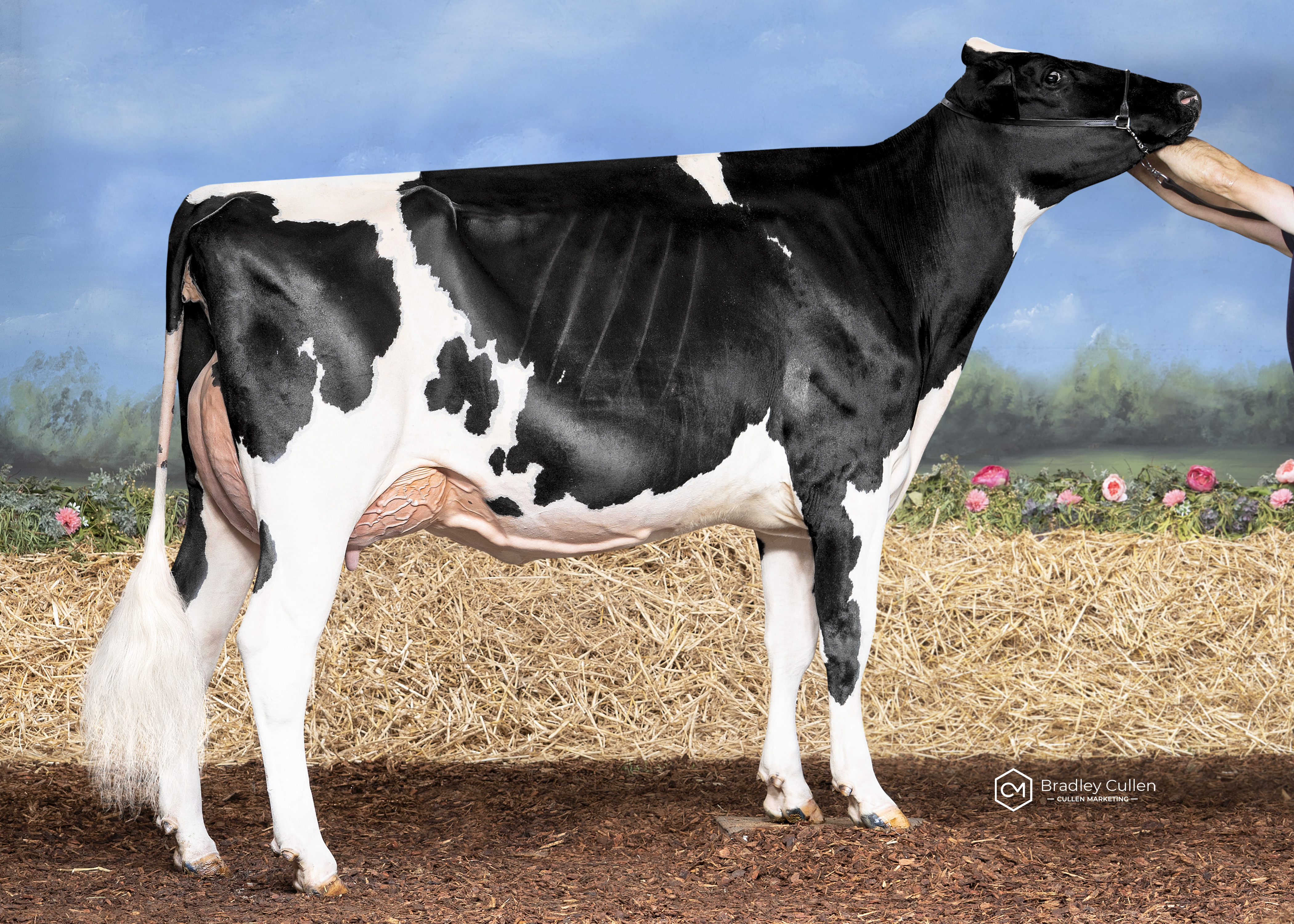 2 Yr Old (30 mths & Over)
Windy Vale Warrior Rose