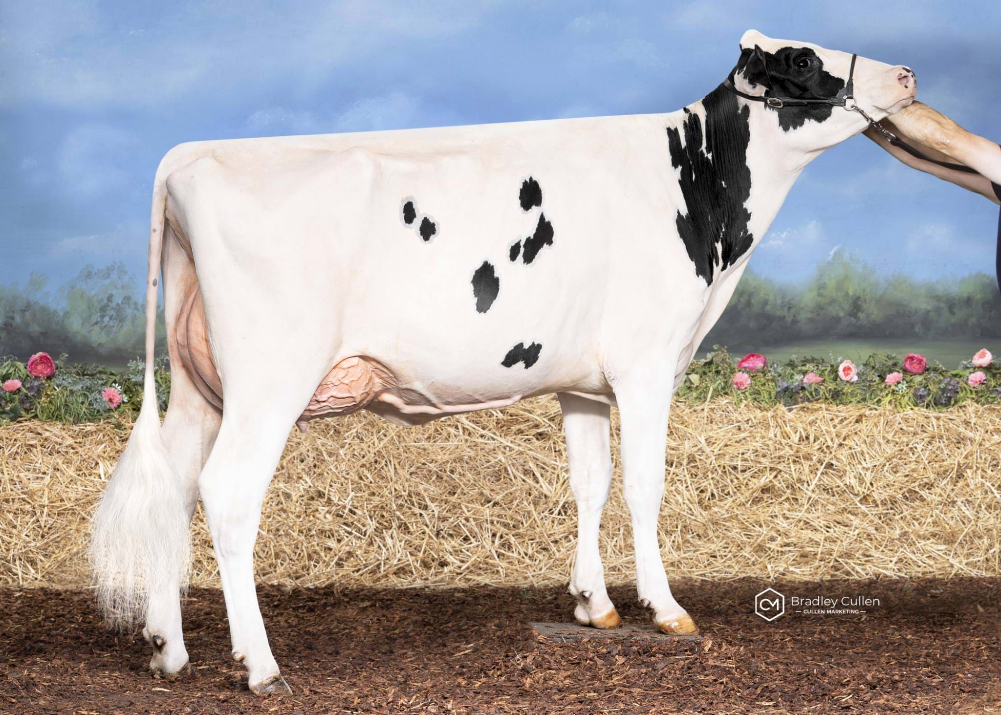 6TH - Clydevale Mirand Sunbird-PO