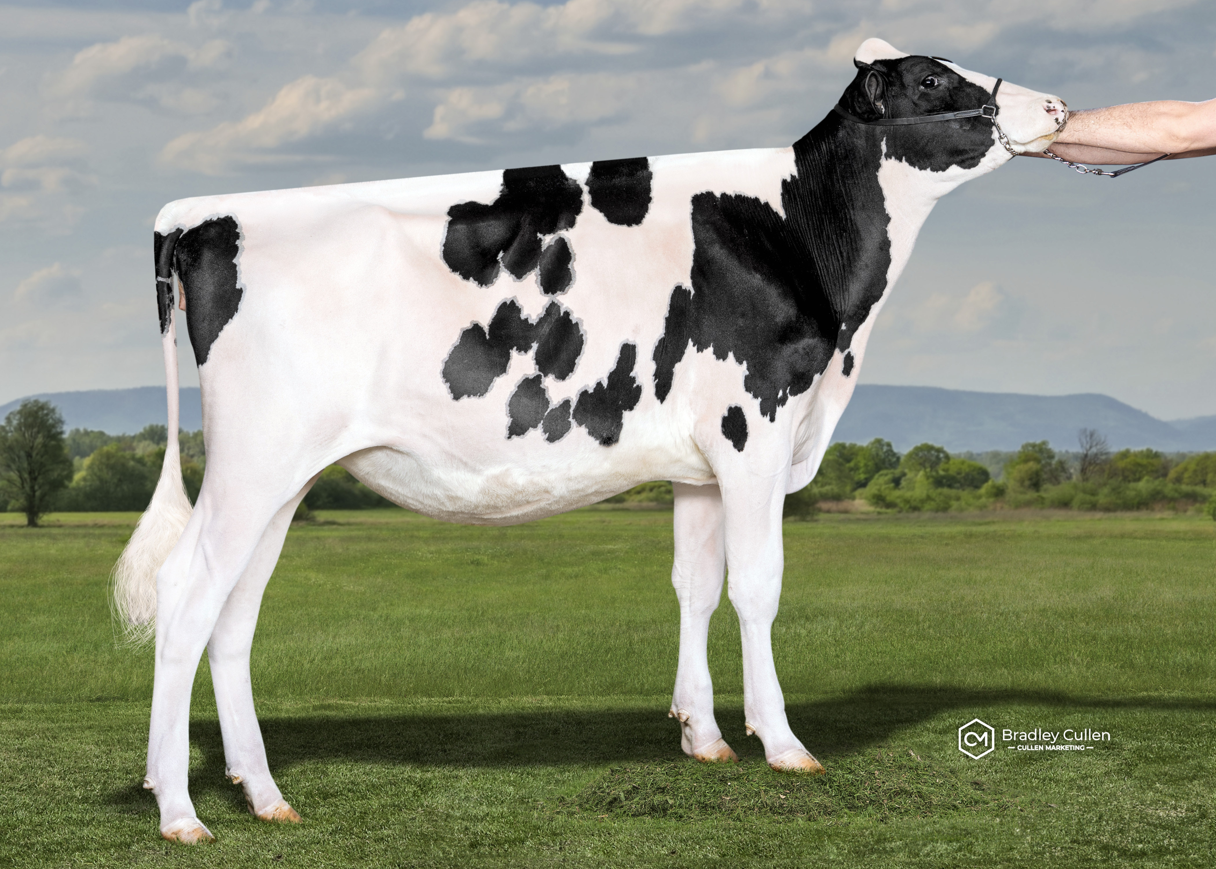 Cherrylock Chassitys Chief-ET