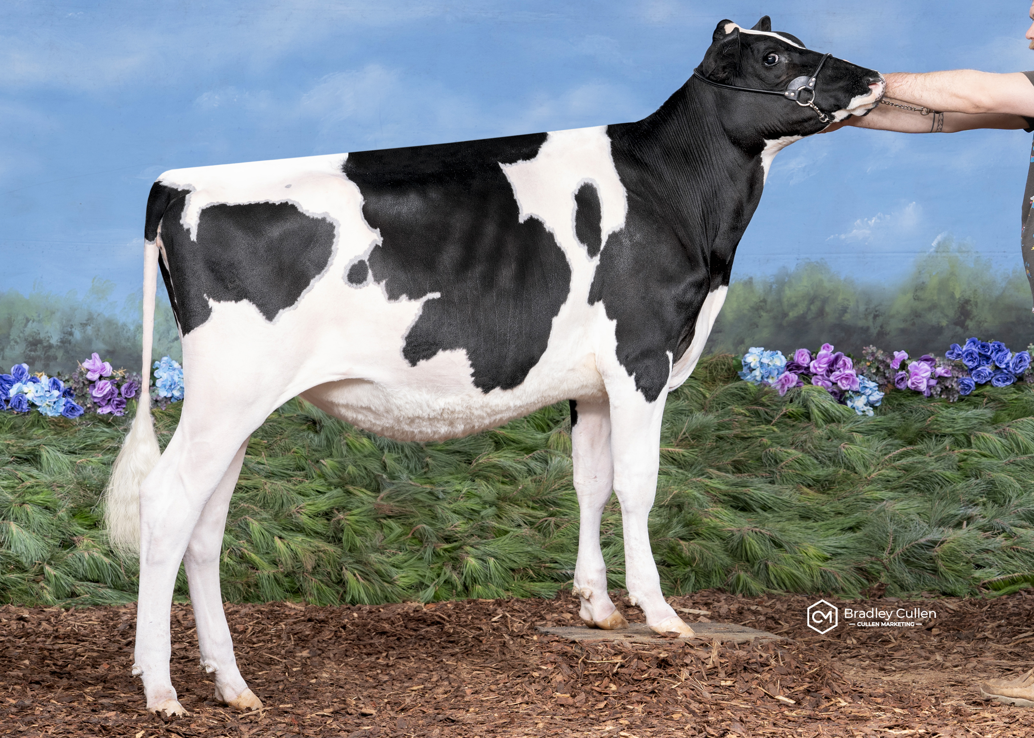 Billabong Davinci Road