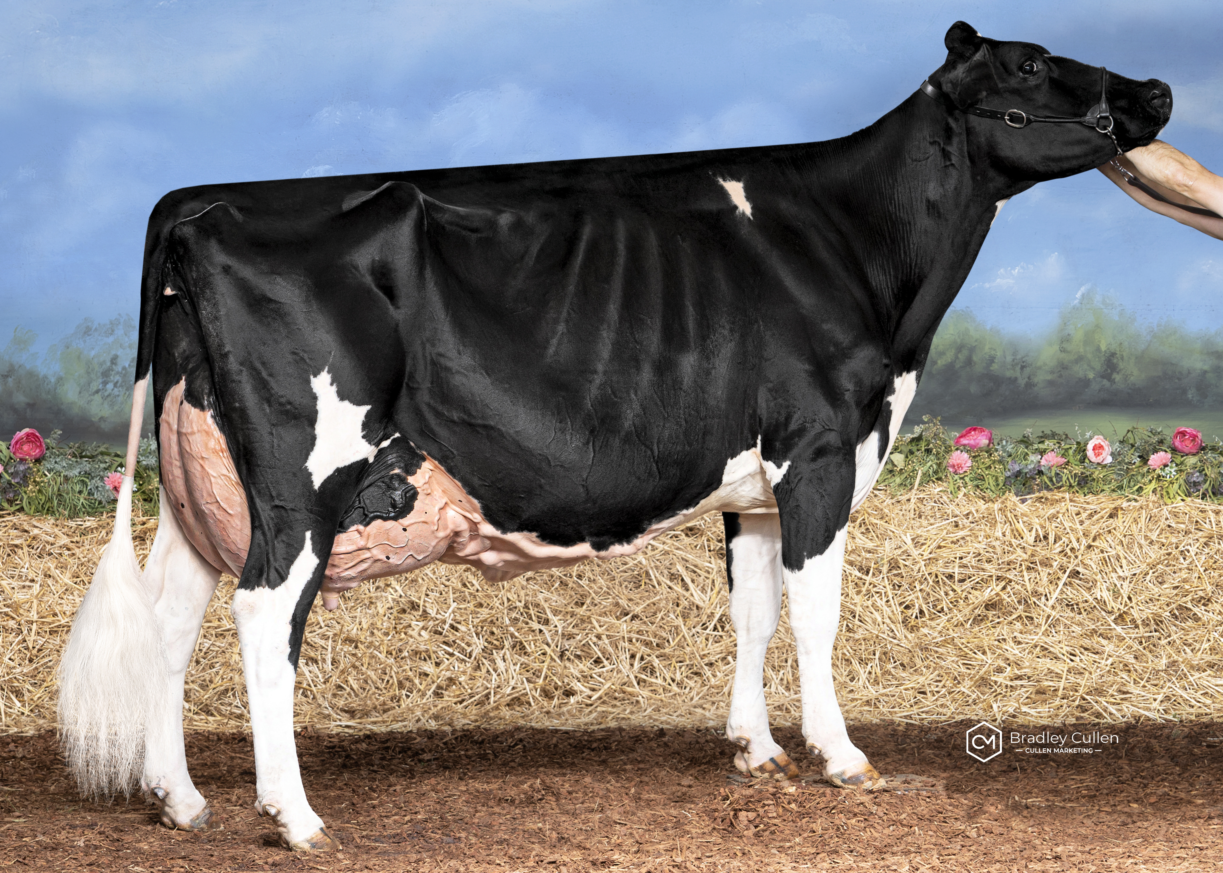 6 Years & Over:
Missy Moo Gold Cathy 1030-ET