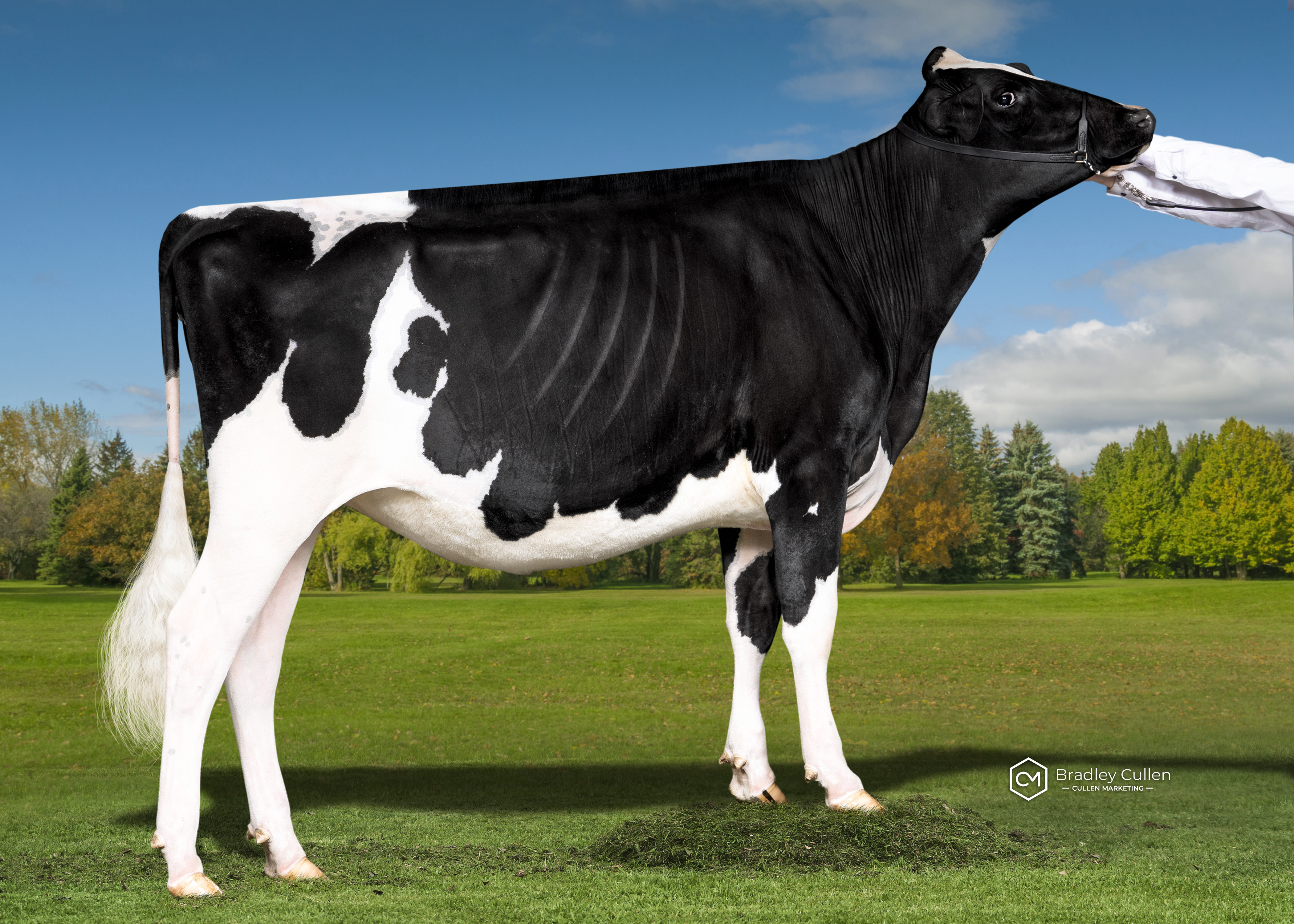 RESERVE - Gorbro Arrowrad Tiffany-ET