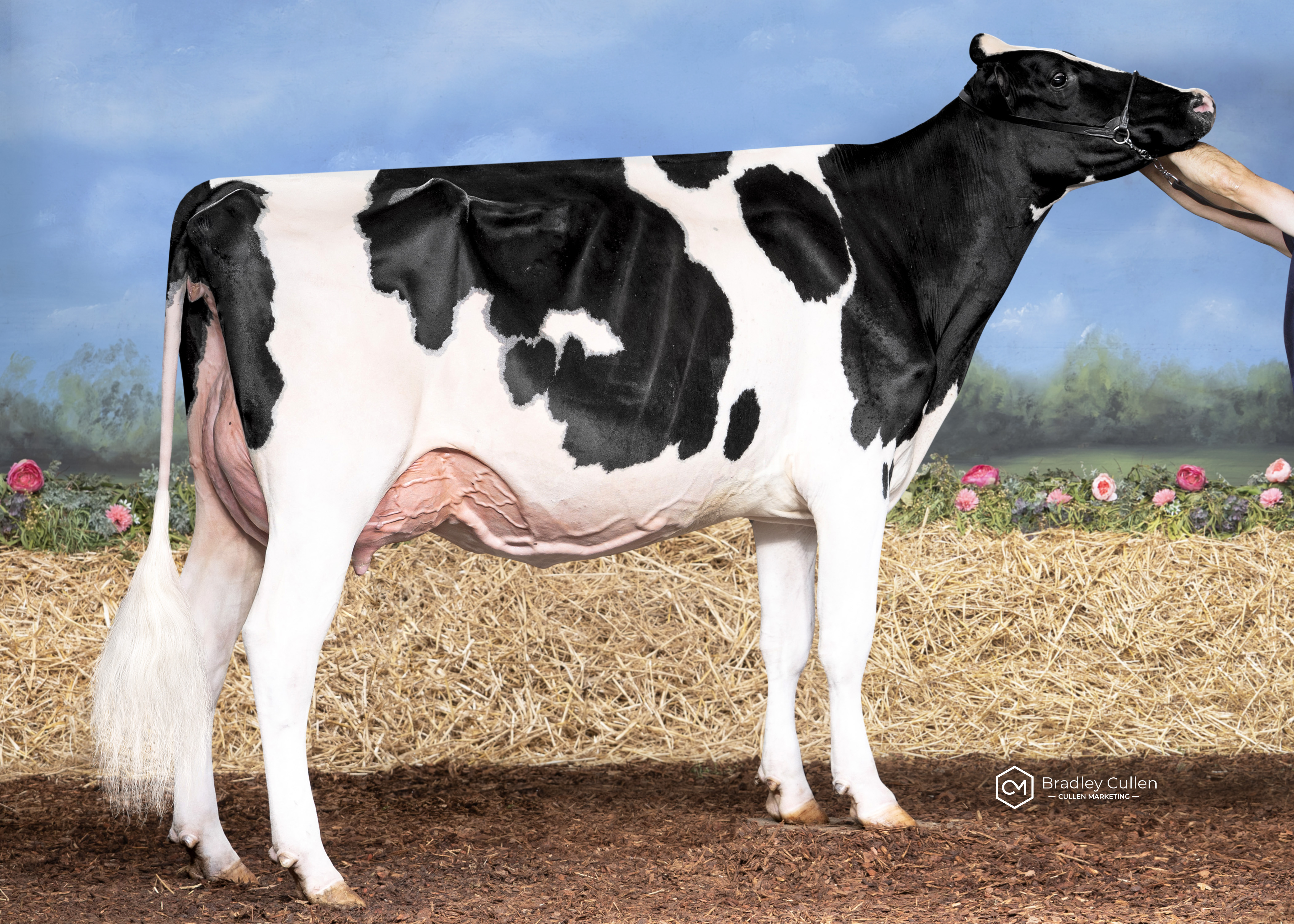 6TH - Rockstar Avalanche Paige