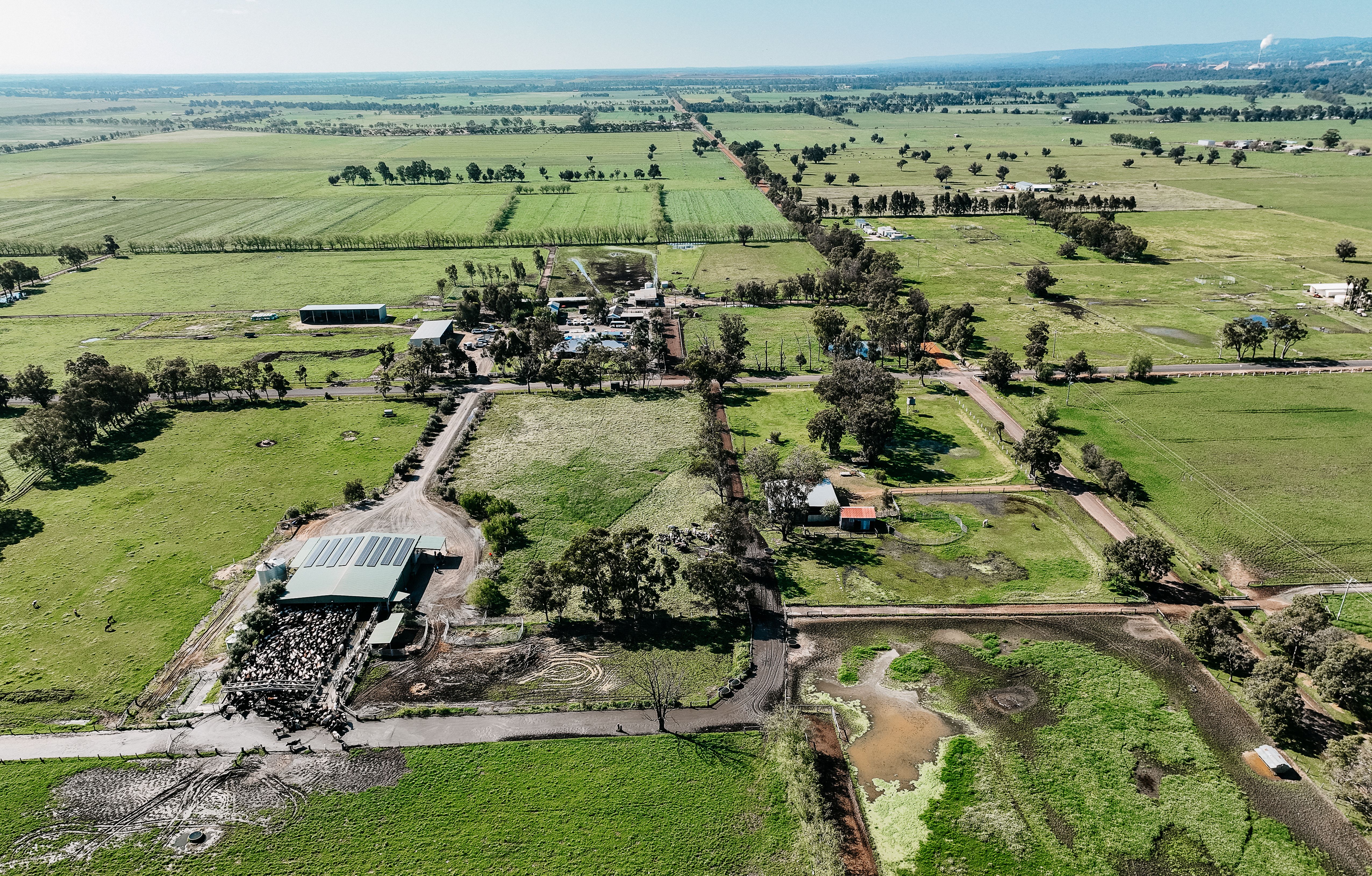 Milking time from the sky at Angelis Holsteins
