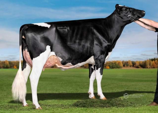 2 Year Old - In Milk (Under 30 months)
Avonlea Kingdoc April