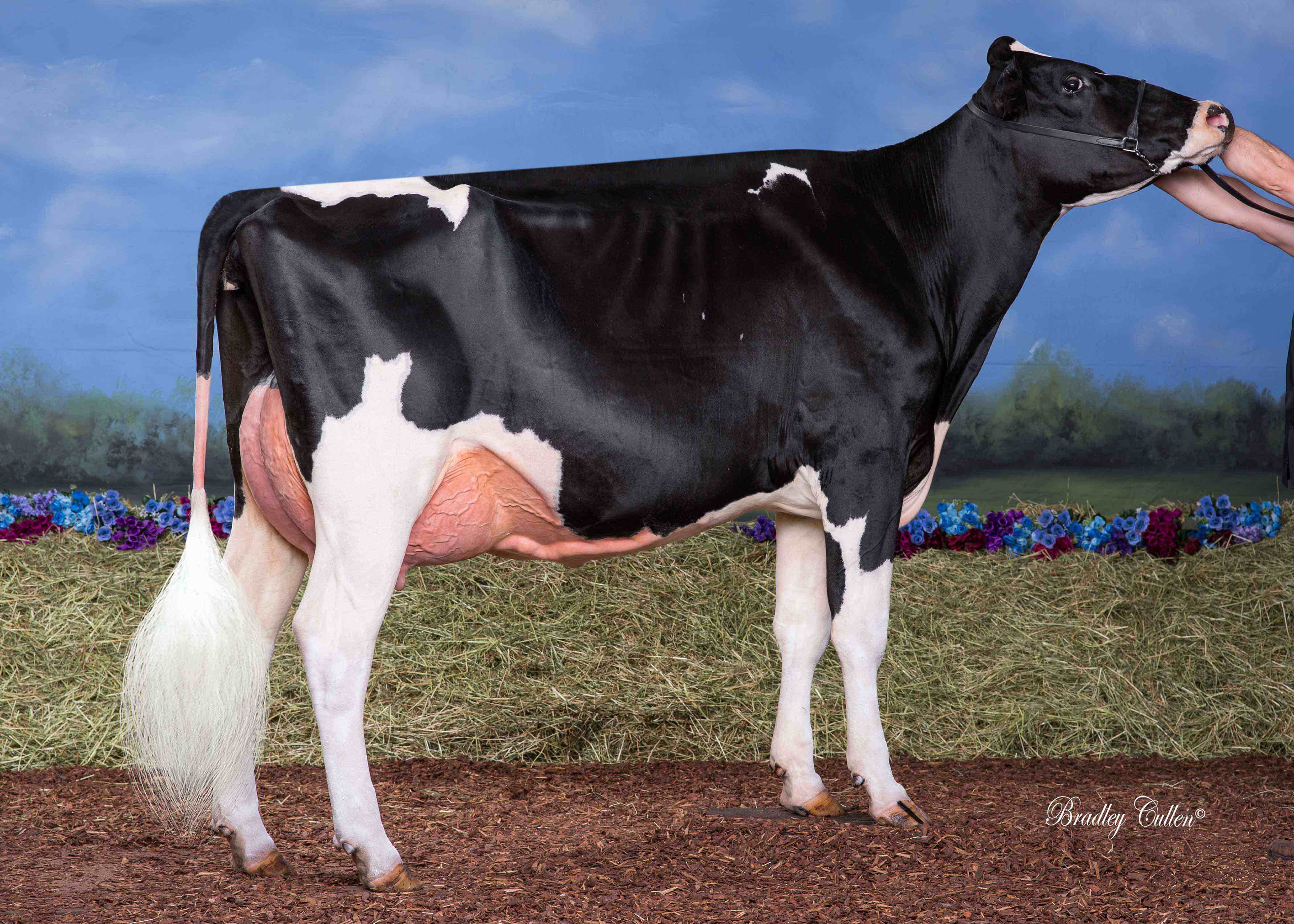 Benlargo Atwood Aura