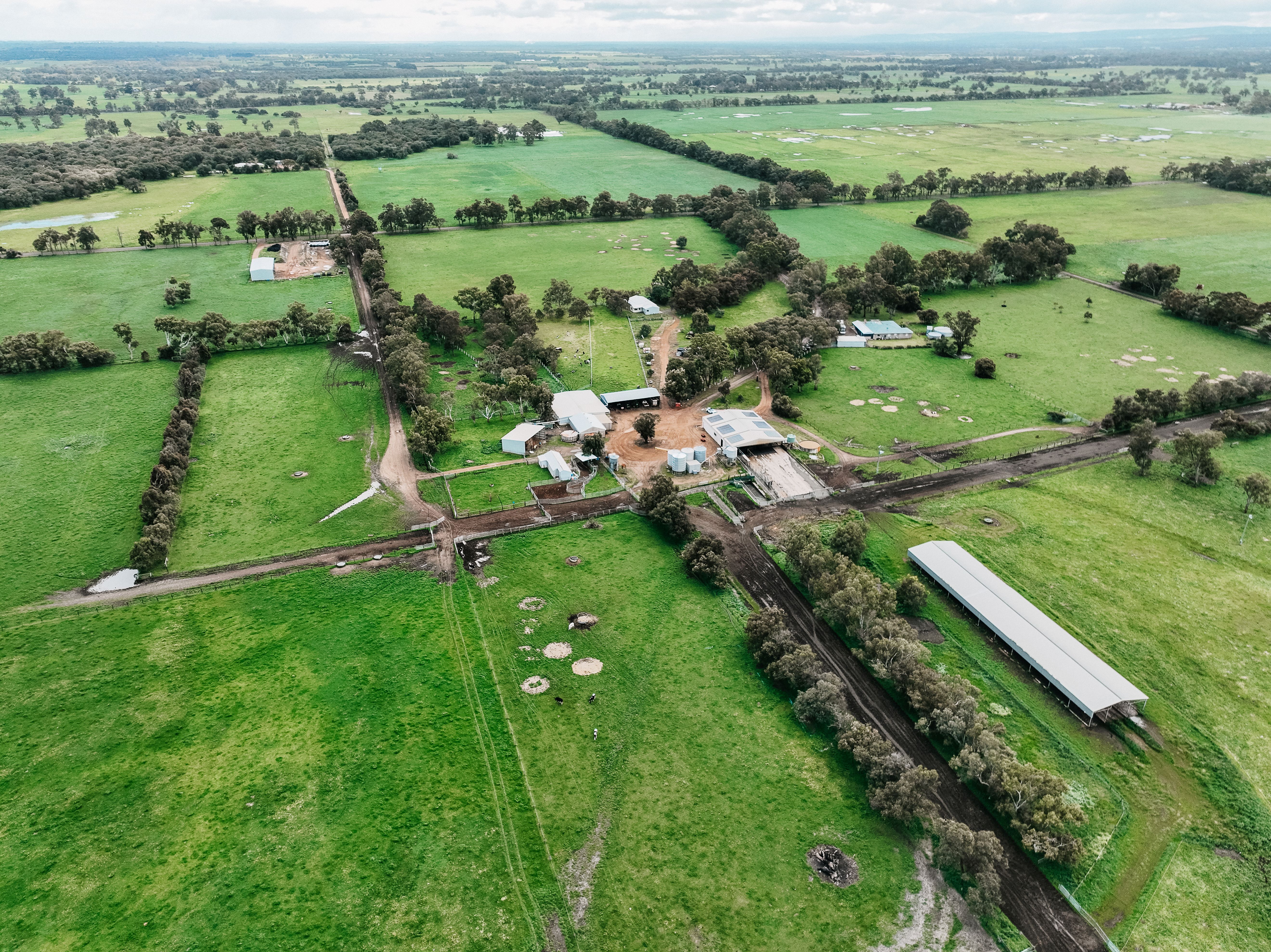 Carenda Holsteins from the air