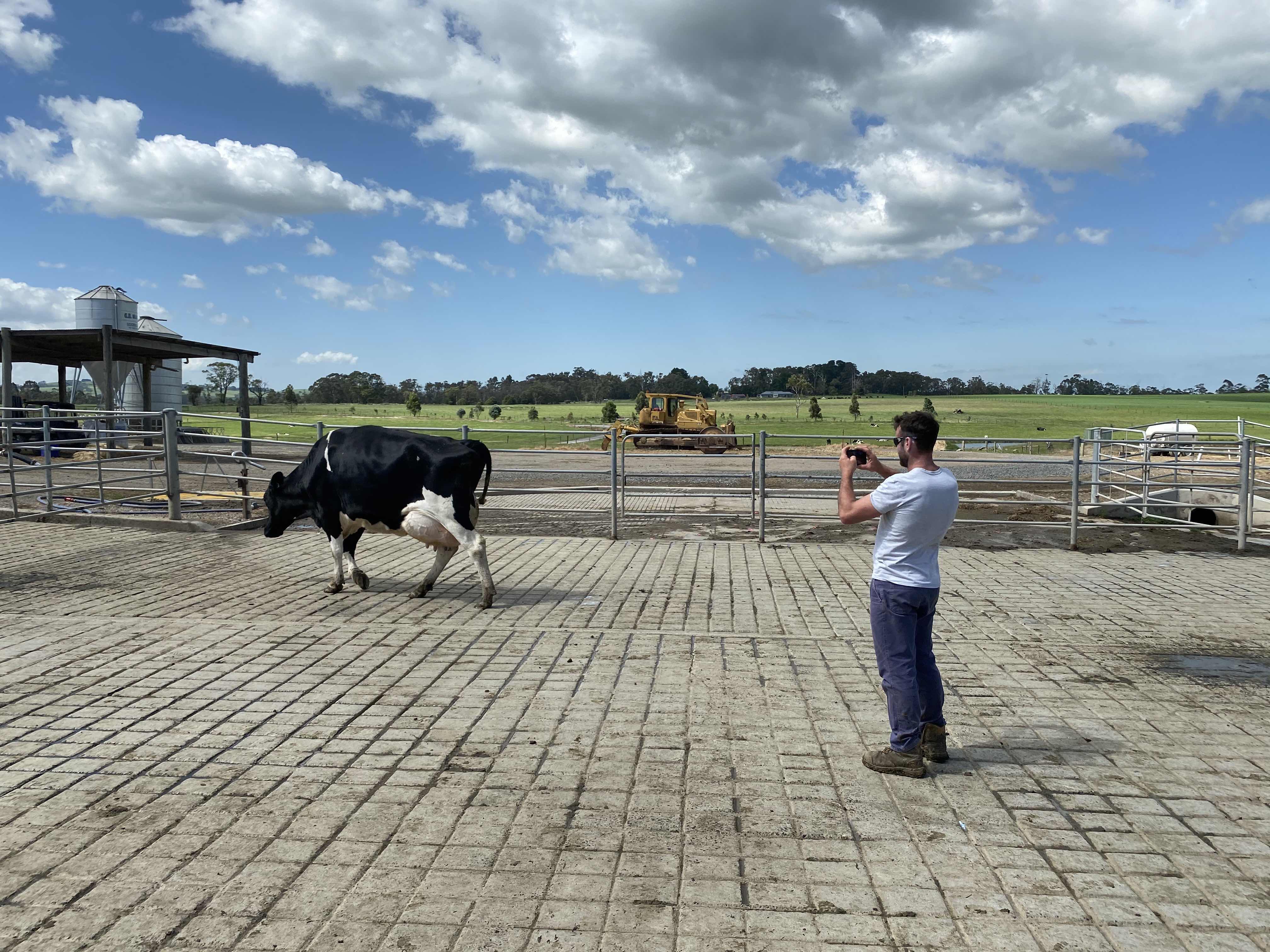 Hearts Ridge Holsteins' Craig Bills filming one of his entries.