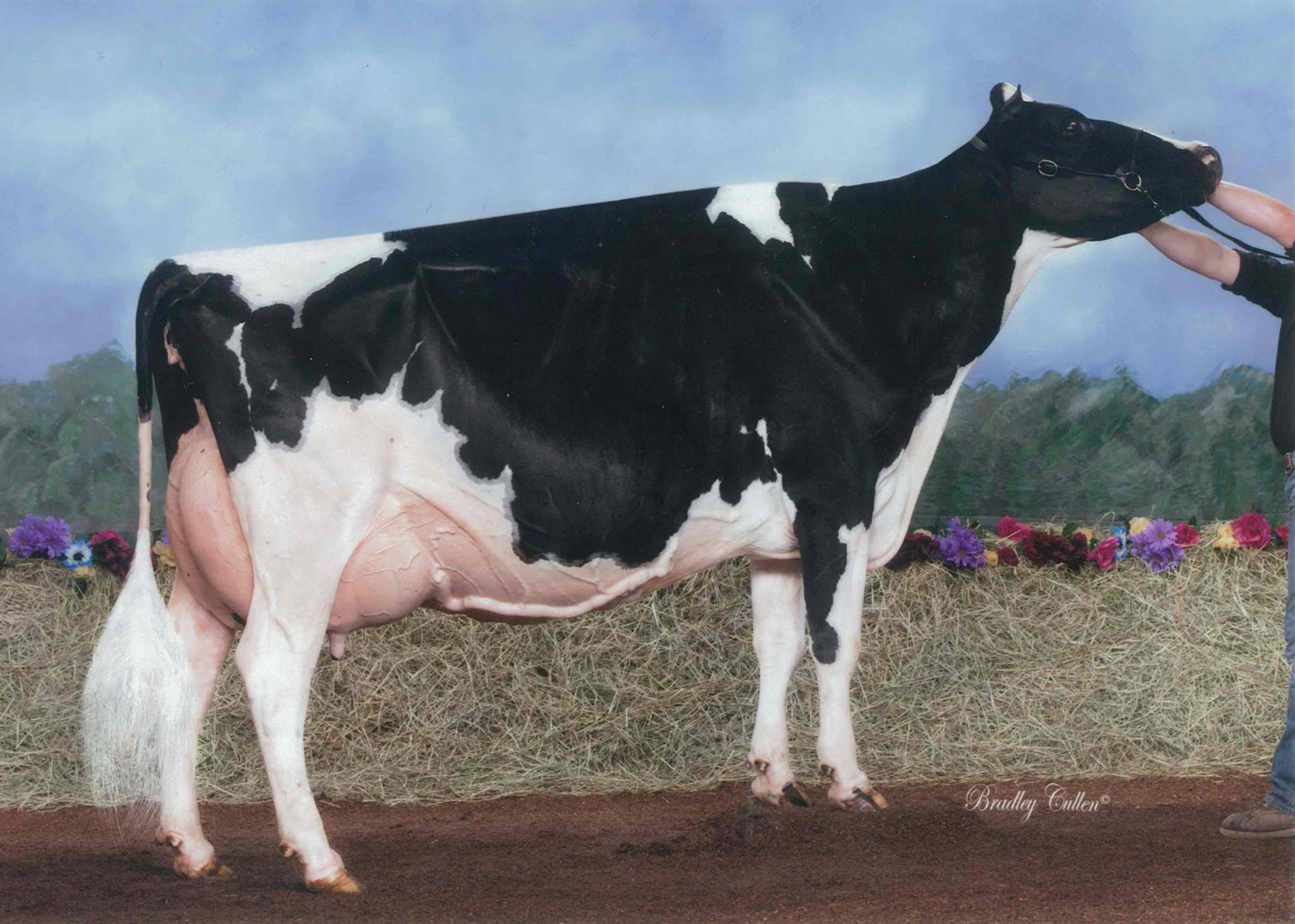 2014 Semex-Holstein Australia All-Aus winner
