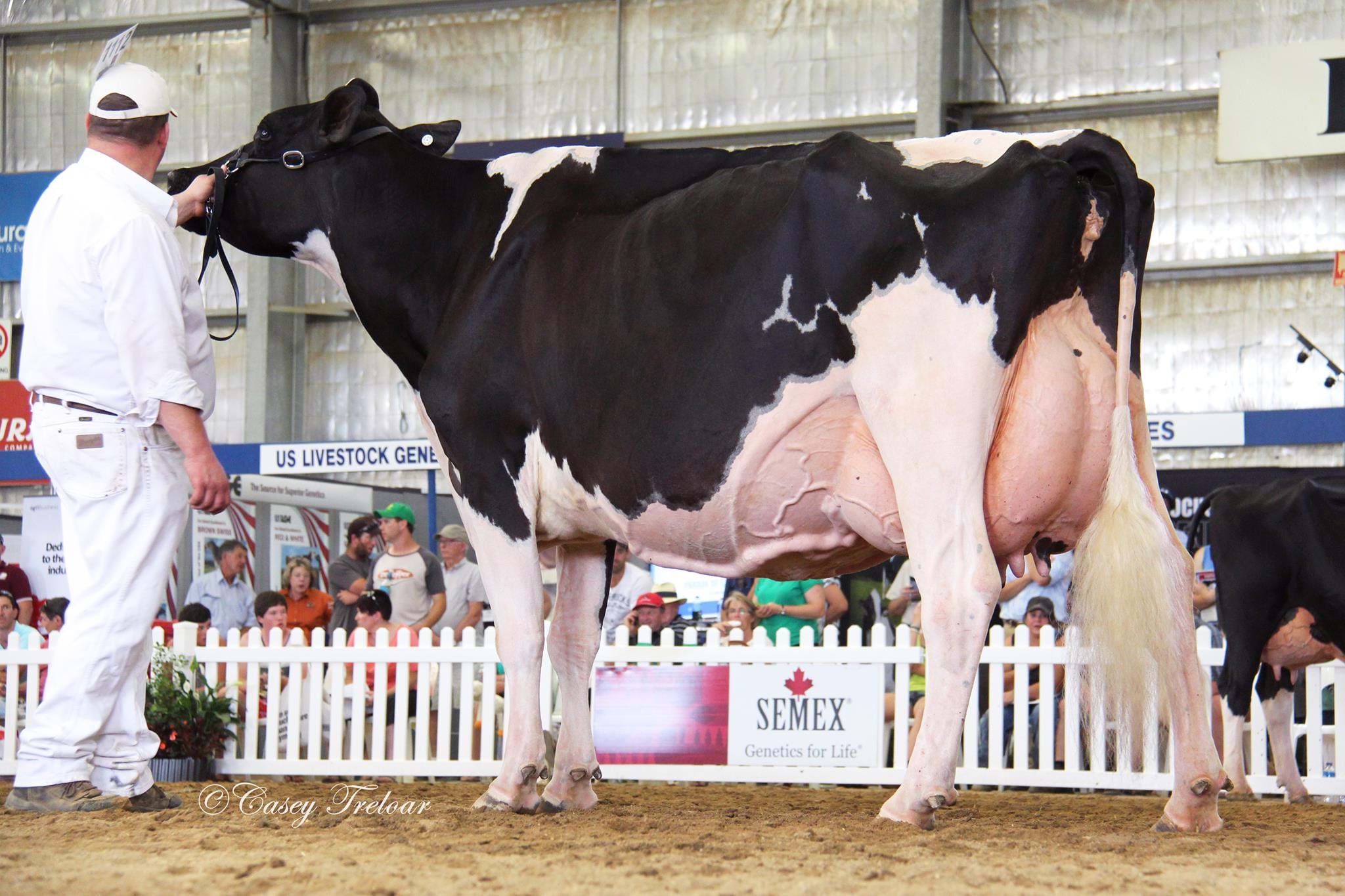 Champion cow International Dairy Week 2022