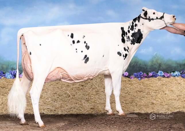 4 Year Old - In Milk
Glomar Hotline Sarah 6200