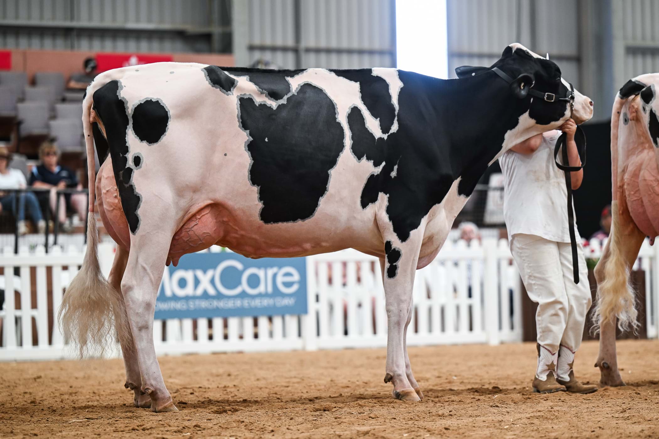 Reserve Grand Champion: Woodlawn Lambda Christina 8194 (Georgia Flanagan)