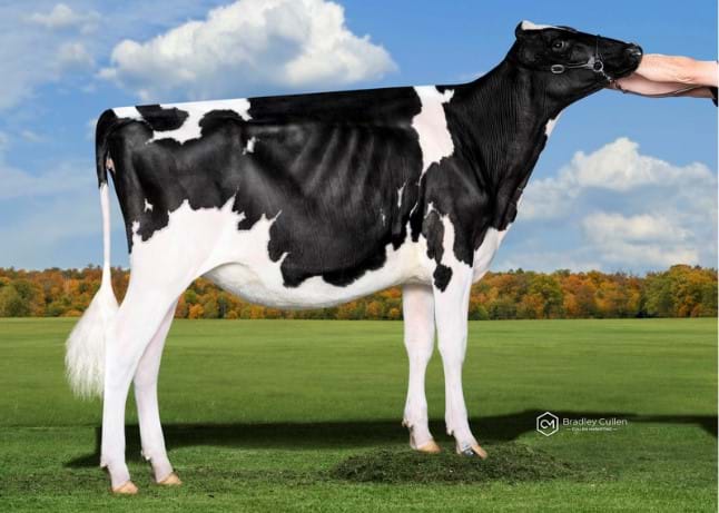 Senior Yearling (Under 15 months)
Mario Park Chief Alicia