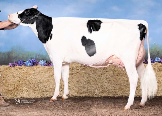 3 Year Old - In Milk
Quality Ridge 1stGrade Willa