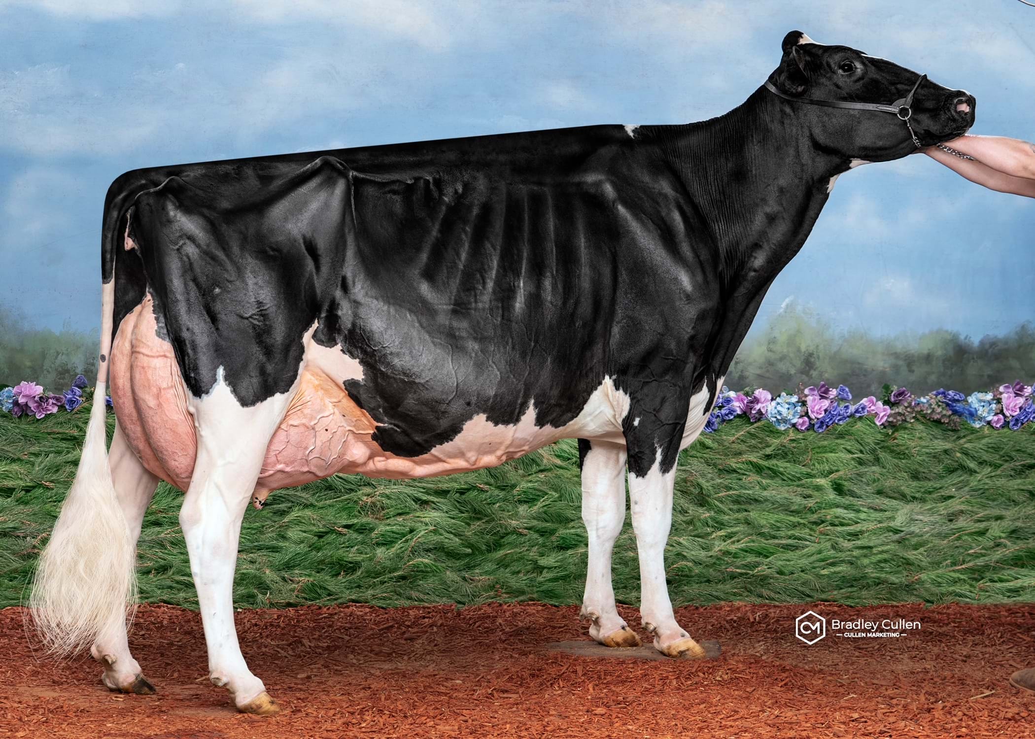 Windy Vale ATW Frosty 2-ET Classifies Ex-95-E